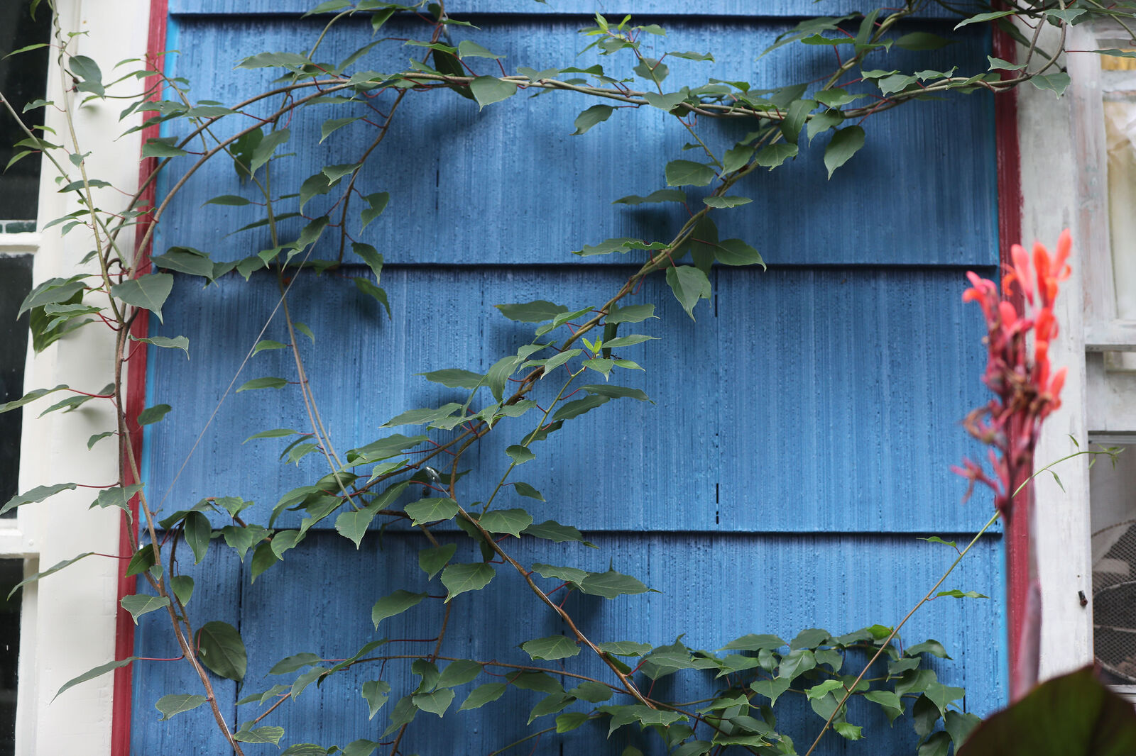 Hardy kiwi vine